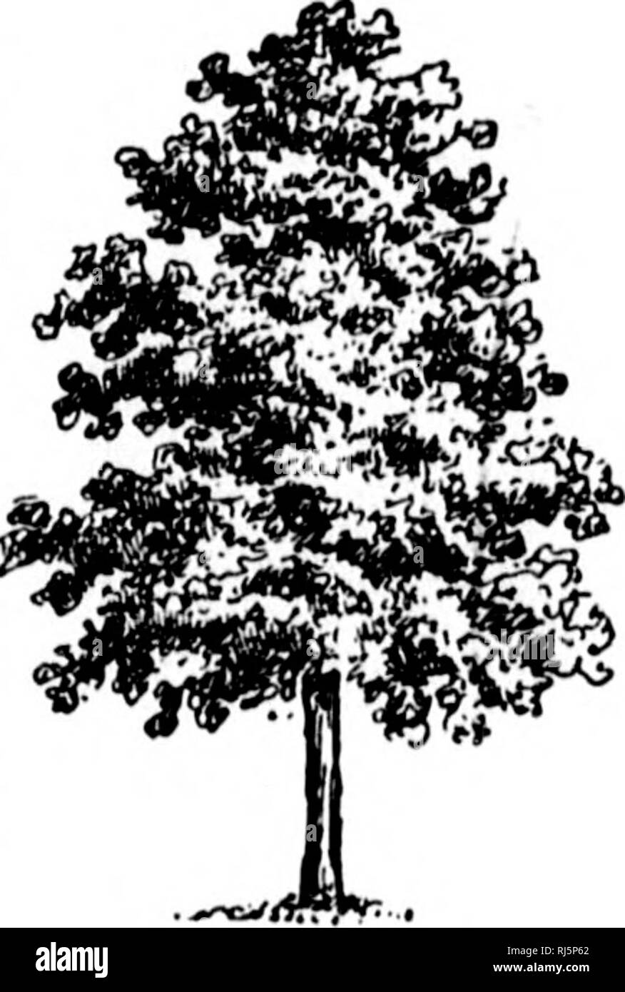 . A guide to the trees [microform]. Trees; Botany; Arbres; Botanique. TREES GROWING IN MOIST SOIL. 117 far west, especially throughout the Rocky Mountains, this poplar is the common species. Its wood is light, soft and very weak. AMERICAN HOLLY. {Plate LIV.) Ilex opaca. FAMILY SHAPE HEIGHT Holly. Ifenii, compact; lo-^o/eet. branches, spreading. RANGE TIME OF BLOOM Southern Maine along the April-June, coast to Fla. and westward. Fruit: Sept. Bark: light grey; smooth. Branchlets : slightly pubescent. Lta^'es: sim- ple; alternate; elliiHical or oval, with pointed apex and pointed base; the teeth, Stock Photo