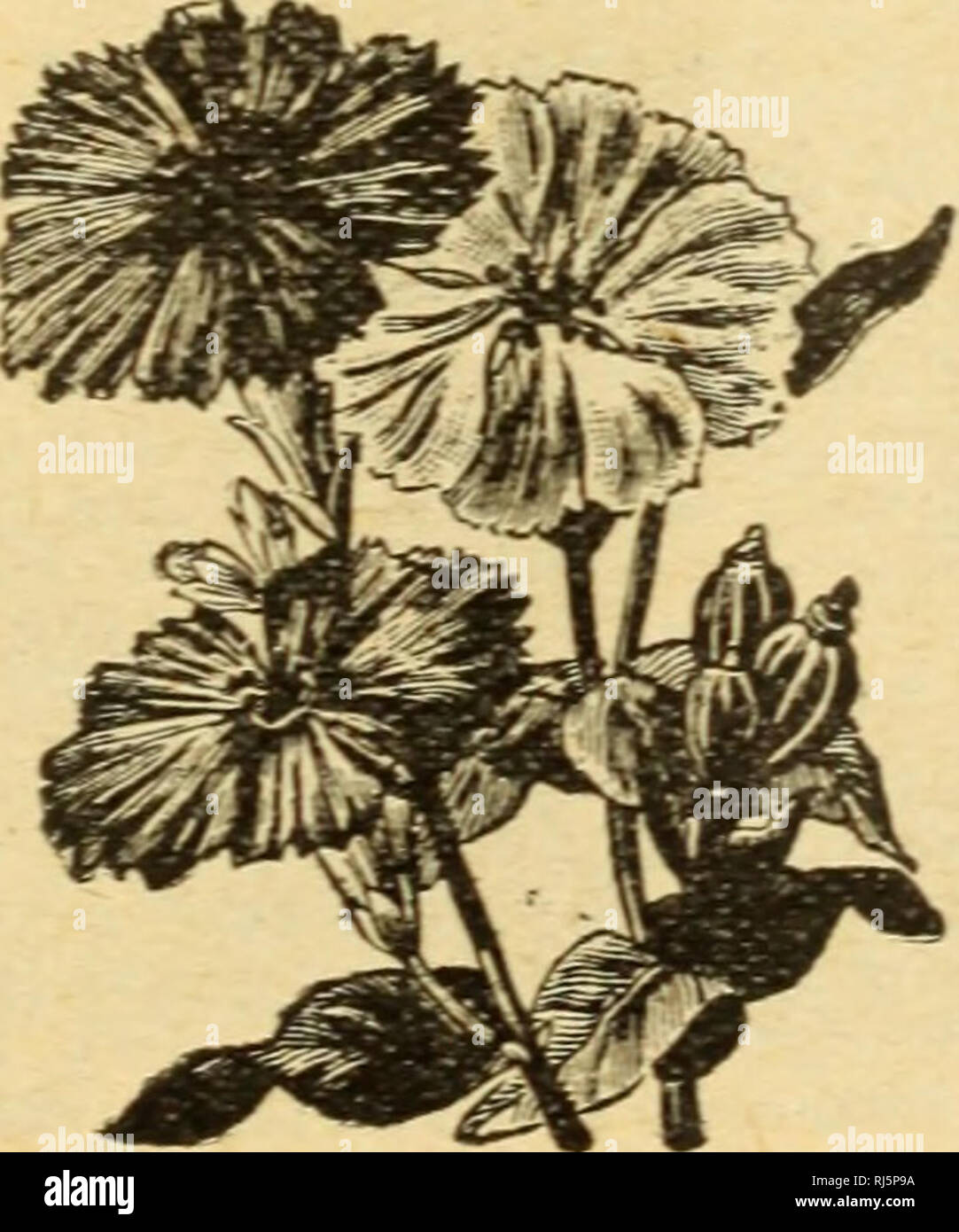 Wand like stems hires stock photography and images Alamy