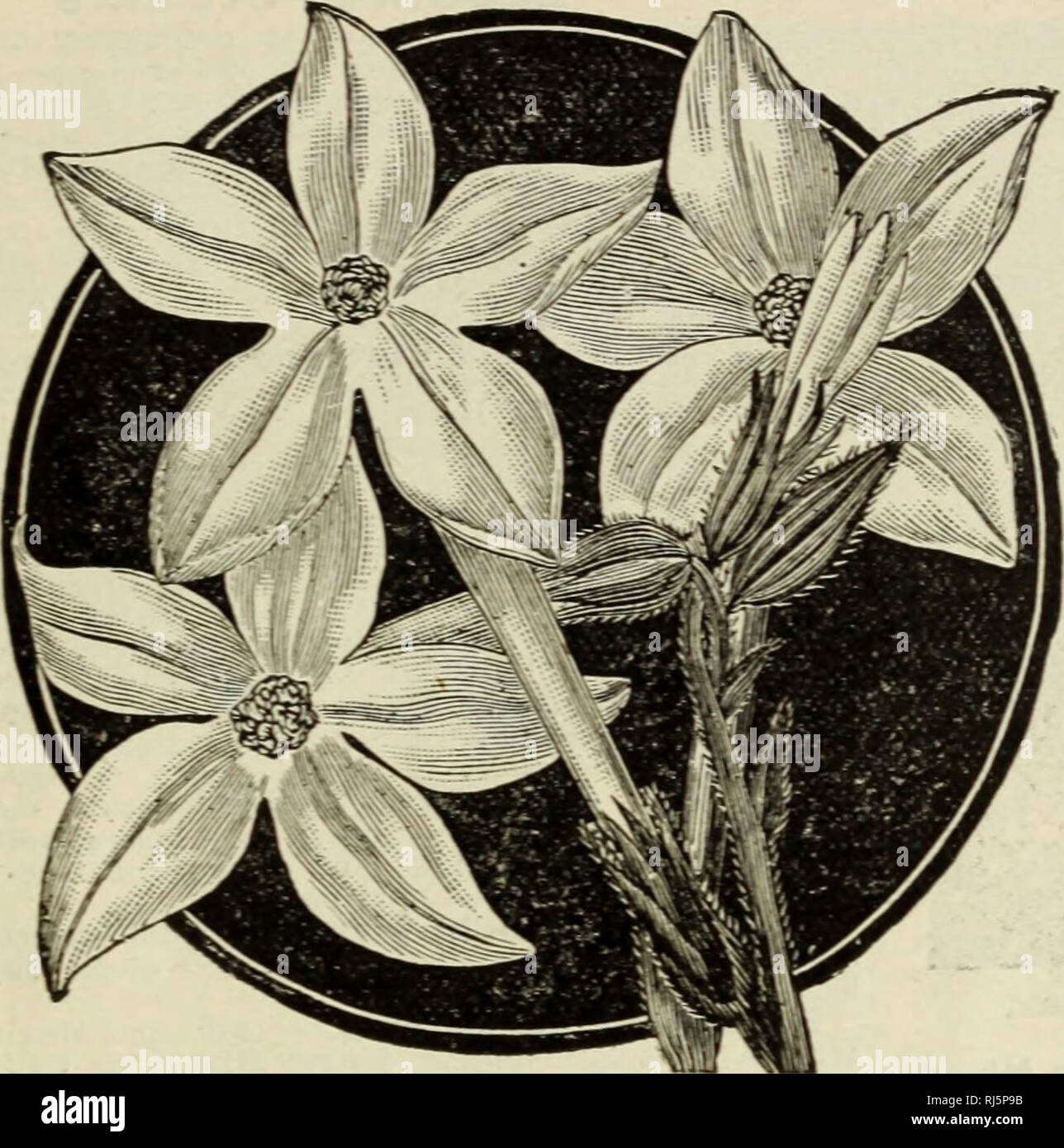 . Choice flower seeds 1912 : compliments of Miss Emma V. White. Flowers Seeds Catalogs; Seeds Catalogs; Vegetables Seeds Catalogs. Enid, Okla. —&quot;I planted your Petunia seed and had most beautiful Bowers from June until Nov. 26.&quot;' Mrs. S. A. Cook. -35-. NICOTIANA NIcotlana Affinls. The Sweet sctnted Nicotine, or Tobacco Plant. It will bear con- tinuously an abundance of large pure white flowers of delicious fragrance. 2 to 3 feet. Pkt.. 5^0 seeds. 5c. NIcotiana Sanderae Hybrids. Small, graceful flowers, in many shades of crimson, purple, carmine, pink or mauve, 2 to 3 feet. Mixed. Pkt Stock Photo