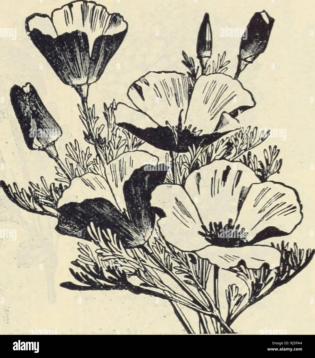 . Choice flower seeds. Flowers Seeds Catalogs; Seeds Catalogs; Vegetables Seeds Catalogs. HELICHRYSUM MONSTROSUM. Giant Eschscholtzia, &quot;Golden West.&quot; (California Poppy.) The California State flower, dot- ting her meadows and making them gay with brilliant yellow. This is a new strain, bearing extra large, finely shaped flowrers. three inches or more in diameter. Pkt., 4 cts. Eschscholtzia, Mixed. Not all know that this pretty flower comes in other colors than yellow. This is a choice mixture containing different shades of yel- low, white and rose. Pkt., 3 CtS. Westhoro. 0.. Mar.. 190 Stock Photo