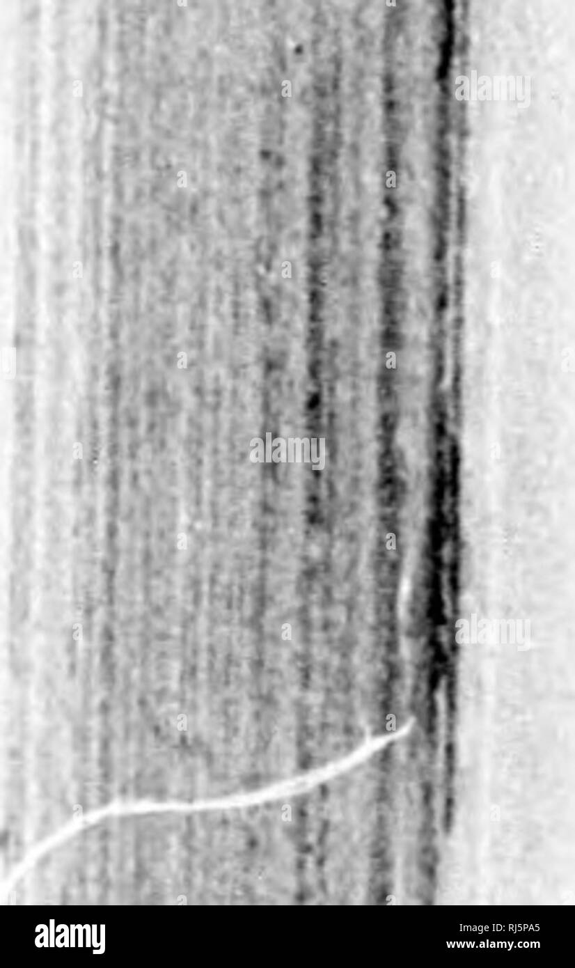 . The Batrachia of North America [microform]. Amphibians; Amphibiens. Fid. lOlt. lidiia iiioi)tc:uiiiiv. Valley of Moxico; }. bicular, ami with the ciornua distant and &lt;|nite small; it is free on the sides an«l behind for two thirds its length. The internal nares are small, transverse, exteriorly produced into a groove extending some- what oblicpu'ly backwards to the edge of tho maxillary bones; their centers nearer the anterior eanthus orbitalis than to the exterior nos- trils. T!ie vomerine teeth are situated on two protuberances, which are inclined l)ackwards at an acute angle, and place Stock Photo