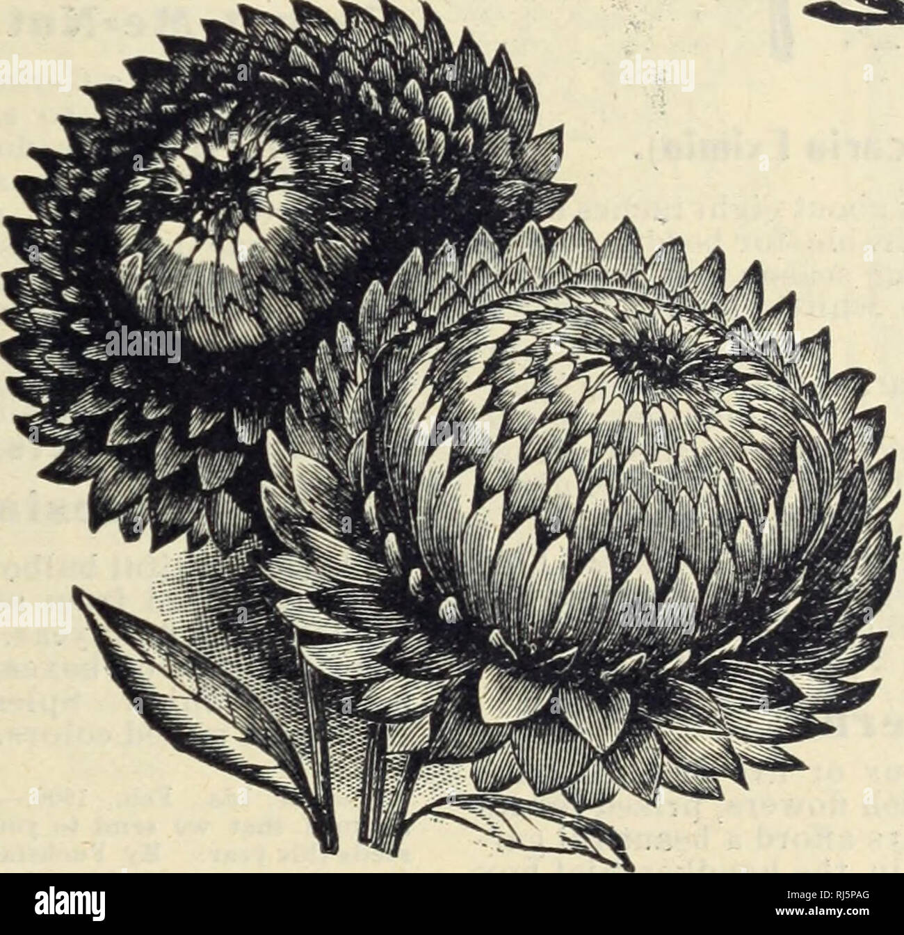 . Choice flower seeds. Flowers Seeds Catalogs; Seeds Catalogs; Vegetables Seeds Catalogs. EDELWEISS. Helichrysum Monstrosum. A popular Everlasting almoat as showy in the garden as an As- , ter. Blossoms large and extra double, and in many I shades of yellow and scarlet. Mixed. Pkt., 3 CtS. Globe Amaranth. The plants bear great quantities of clover-like blossoms, attractive in bud and flowers. Mixed. Pkt., 3 CtS. , Helipterum Sanfordi. Bears large globular clusters of bright golden yellow flowers. Pkt., 3 cts. Rhodanthe. Fine for the garden er pot cul- ture. Flowers deep blood-red, rose and yel Stock Photo