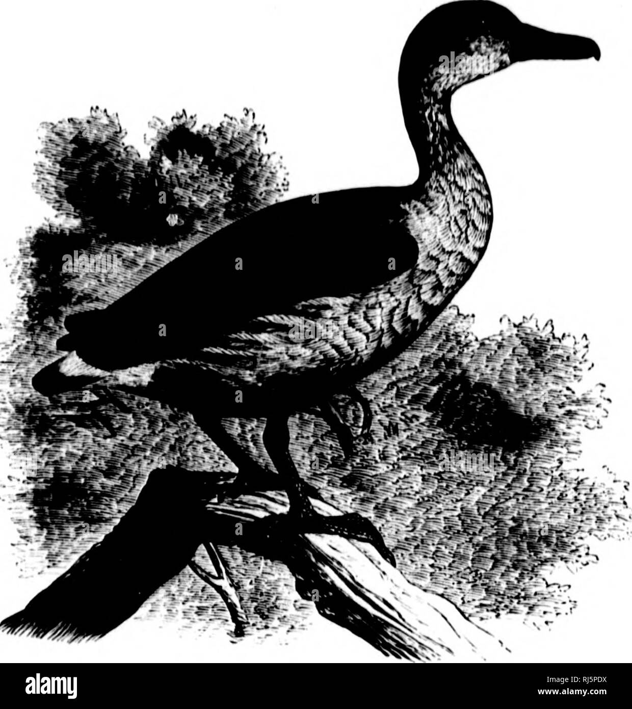 . The water birds of North America [microform]. Birds; Water-birds; Oiseaux; Oiseaux aquatiques. 480 LAMKLLIUOSTUAL SWIMMEUB — ANSERKS. A&gt; ('ri«sum wliite, Hjiotted with black. 1. D. arborea.' Aliovu, iliill brown, tlio feathers tipped with lighter; neck Htreiiked with pale rulvoiis mill dusky ; lower parts dull whitish, irregularly spotted with black. Jlah. West Indies (Jiiiniiica and St. Croix). 2. D. autumualis. Above, reddish brown, the rump and upper tail-coverts black ; abdomen, Hanks, siiies, and under side of winj,', black. n. autuiniiiiliii. Lower jiart of mrk all round, including  Stock Photo