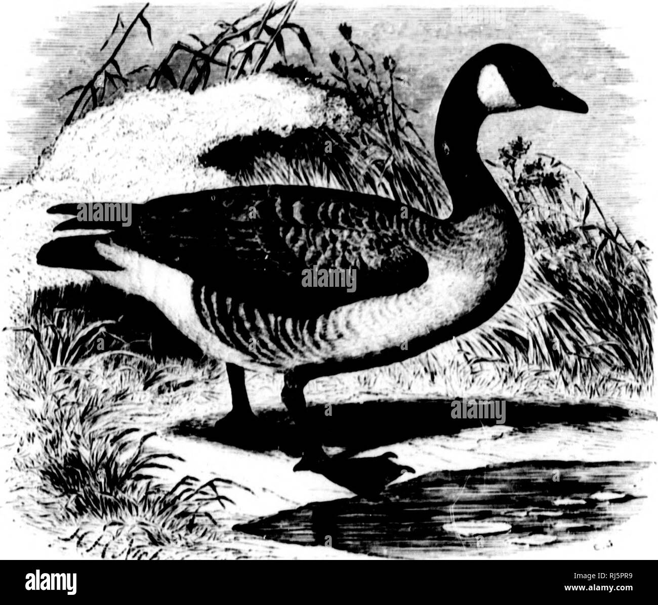 . The water birds of North America [microform]. Birds; Water-birds; Oiseaux; Oiseaux aquatiques. 454 I,.Mi;i,LII!t)STKAL SWIMMKIIS - AVSKUIX Till' t'KK^ (if tluM H|M'ciÂ«'8, ill hIiuim' anil K*'Â»i'ral iip|M-uriui(H&gt;, urc iiiuliNtiii({ui.sliulili&gt; fruiii tliDsc lit till' Snow (iuuHu. 'Vlwy un* uf a iinifiirni ilull-whiti) culor, iinil nifUMure nbuut '.'.MU by l'.(Ml ini^lifH. (iKM H BERNICLA, Stki'Iikns. fiiniii-li, Stki'IIKN^, (ty|&gt;i', Amii lurniiln, I.inn.). LiUcttfHtniti, l{i:iri|. MvhI. .v. iH.'iU, |i|. ix. (&gt;v, .Inmr Icuenimii, UKciiNr.). LiiicMi-fihiirim, Haiiii&gt;, B.  Stock Photo