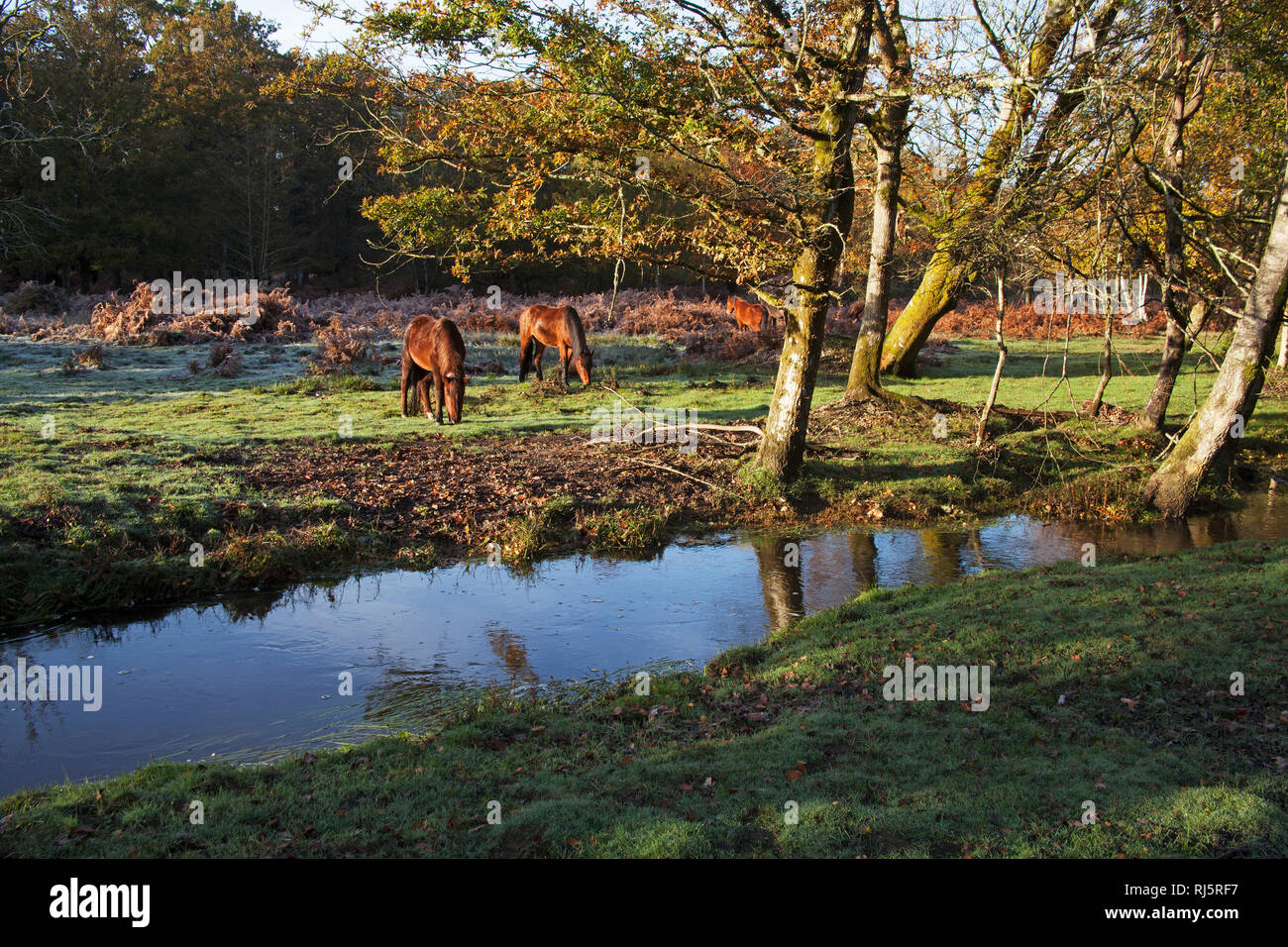 New Forest ponies grazing beside the Black Water stream Dames Slough ...