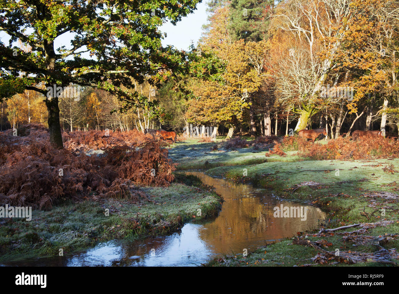 Black park slough hi-res stock photography and images - Alamy