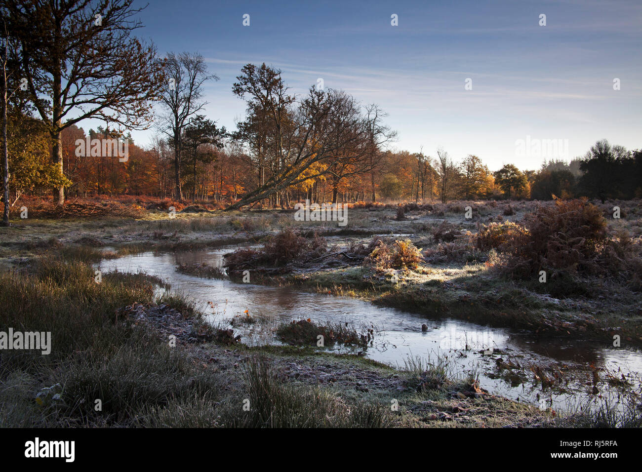Black park slough hi-res stock photography and images - Alamy