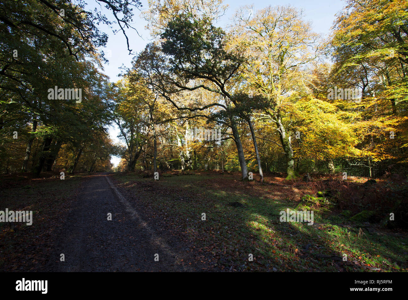 Track through deciduous woodland Park Hill Denny Inclosure Inclosure New Forest National Park Hampshire England UK Stock Photo