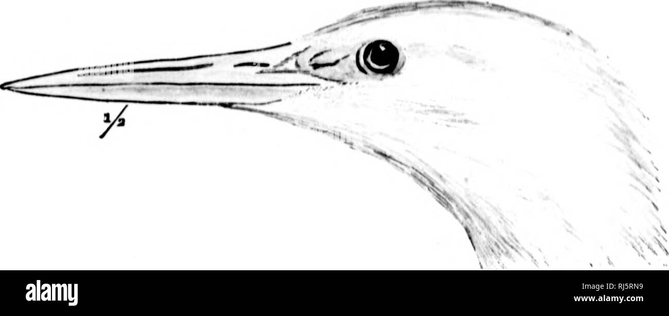 . The water birds of North America [microform]. Birds; Water-birds; Oiseaux; Oiseaux aquatiques. 24 ALTllICIAL UKALI.ATOlUvS- IlKUODIONES. U.r.xfin.,ff,rrtt„, v«r. r„/./..nt.&gt;-., H.MI.1.. I». N. Am. 1858, 667 ; Cat. N. An.. D. 1850, no. 486a. Ar&lt;l.iilnirf, &quot; Ii.I.mikh.&quot; I.l'in.  .r/. DoiiU. ISW, no. 7U3. Anlia nihil, mnwi: gulaltn, KririiKNow, J. f. 1877, 'il'L IlAii Tlic whole of t.-nipfnitc uiul tn.pi.al Ani.-iini, from Novn Seotin, CiiniMla Wwt, Minnc »-57.(K); wing. 14.10-10.80; tnil, 6.«M&gt;-7.:iO ; culm 4.2(M.!H) ; .l.-pth of ImH, .70-.mo ; Uww, n..')(M!.H(» ; iiii.l. Stock Photo