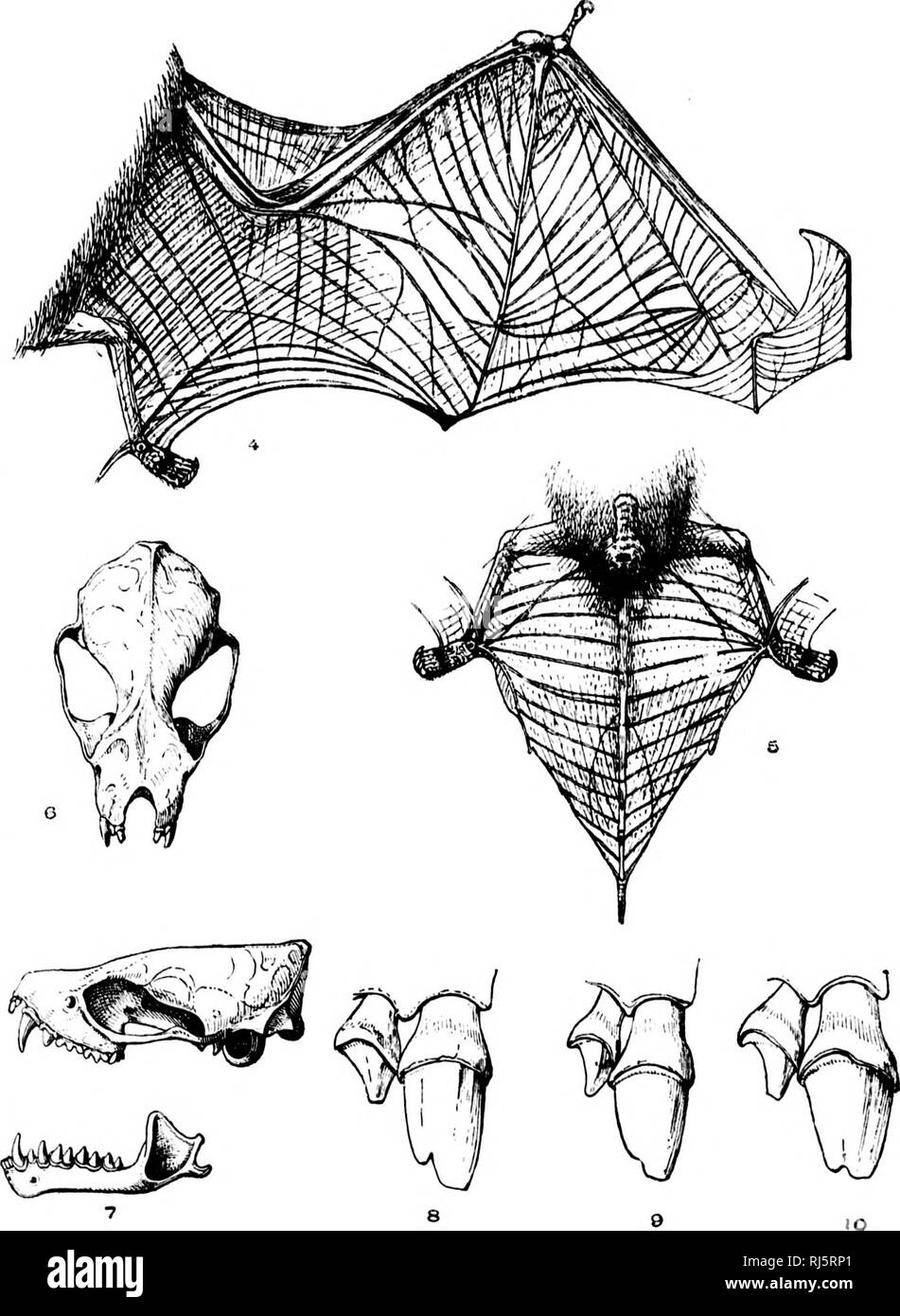 . A monograph of the bats of North America [microform]. Bats; Chauves ...