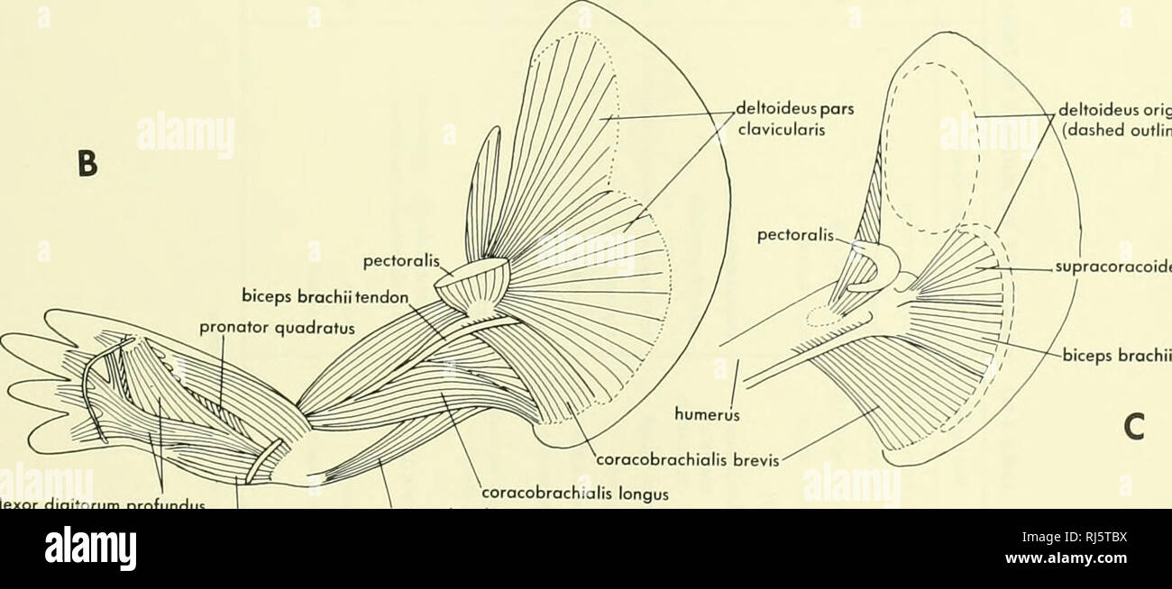 Clavicular hi-res stock photography and images - Page 4 - Alamy