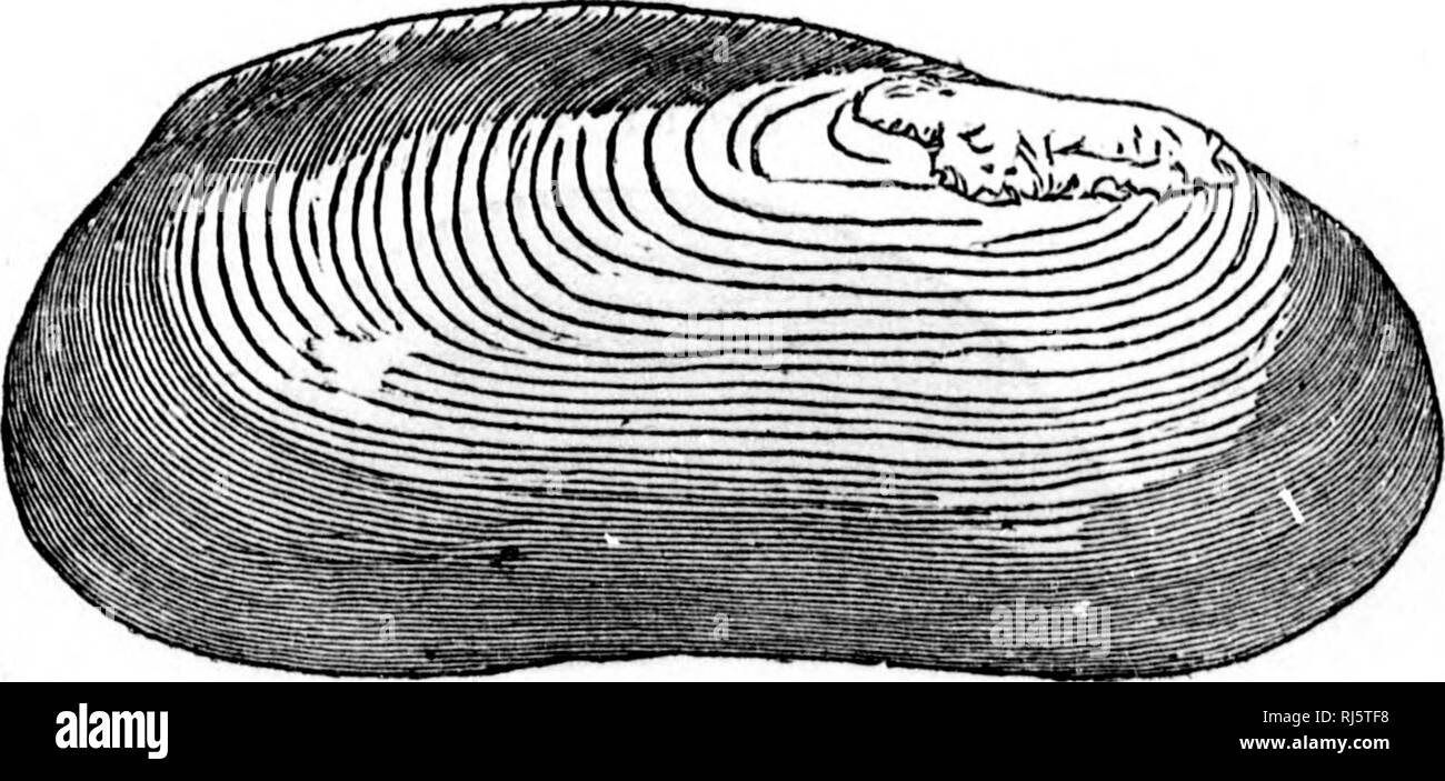 Equivalve Black And White Stock Photos Images Alamy Equivalve Black And White Stock Photos Images Alamy