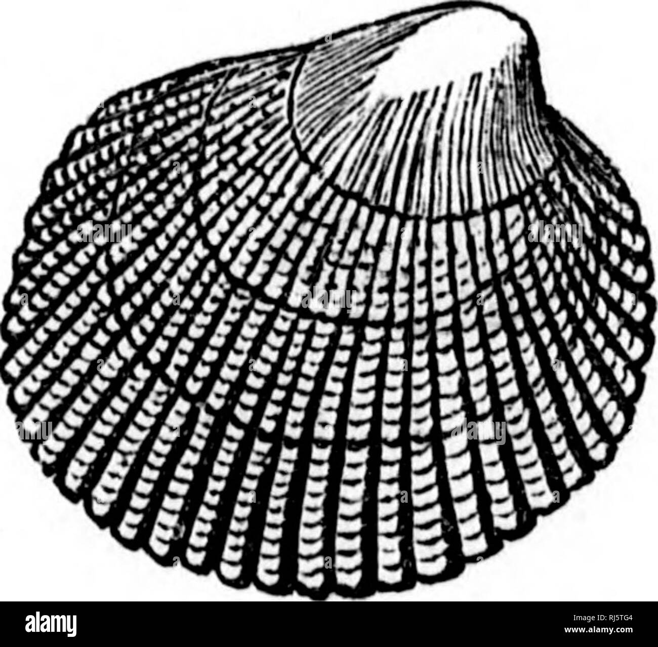 . Handbook of zoology [microform] : with examples from Canadian species, recent and fossil :. Zoology; Invertebrates; Zoologie; Invertébrés. M' I 136 niOVINCE MOLLUSCA. l.iiciiii&lt;lac—ex. Lucina, Corbis, Kellia.—Shell orbicular, closed, interior dull, obliquely furrowed. Thyadra Goiddii, a pretty little rounded shell with a flexure on the margin, is our most common species. Cardiaclac—ex Cardium, Serripes.—Shell regular, equivalve, cordate, with radiating ribs, and peculiar sculpture on posterior side. Two caidinal and two lateral teeth in each valve. Cardium Islandicum is the common cockle  Stock Photo