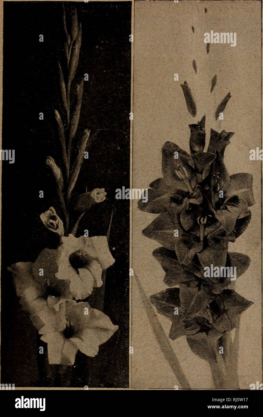 alamy