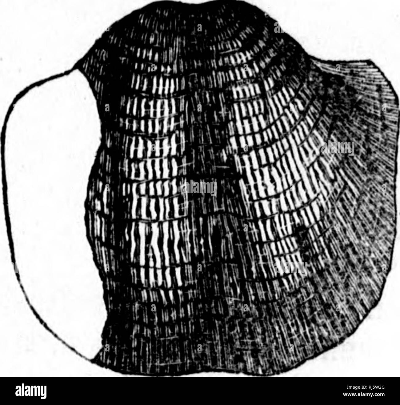 . Handbook of zoology [microform] : with examples from Canadian species ...