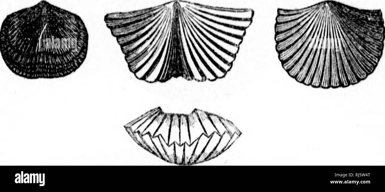 . Handbook of zoology [microform] : with examples from Canadian species ...