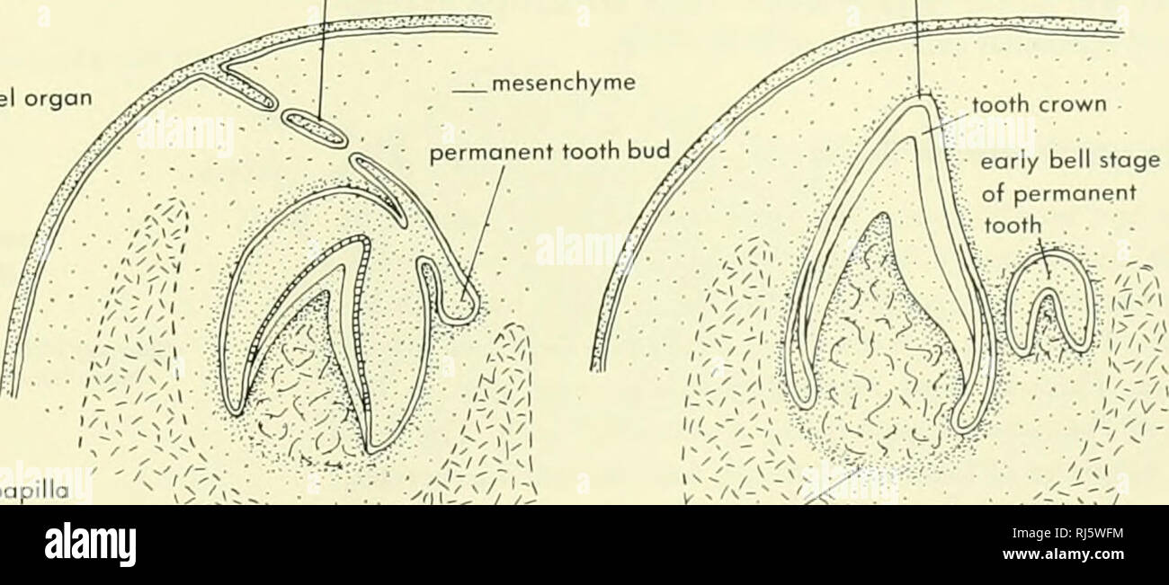 . Chordate morphology. Morphology (Animals); Chordata. disintegrating dental lamella disintegrating enamel organ bone dental papilla odontoblasts. ^C,v--,-=.v7'^ ', * dental sac of mesenchyme'^ '-'c'^T ^.&quot;Yrc- A 4th MONTH B 5th MONTH C BIRTH Figure 8-50. Three stages in the development of human (mammalian) tooth. A, cap stage of tooth bud, fourth month; B, bell stage, fifth month; C, milk and permanent teeth at birth. (After Ham, 1957) TEETH 245. Please note that these images are extracted from scanned page images that may have been digitally enhanced for readability - coloration and ap Stock Photo
