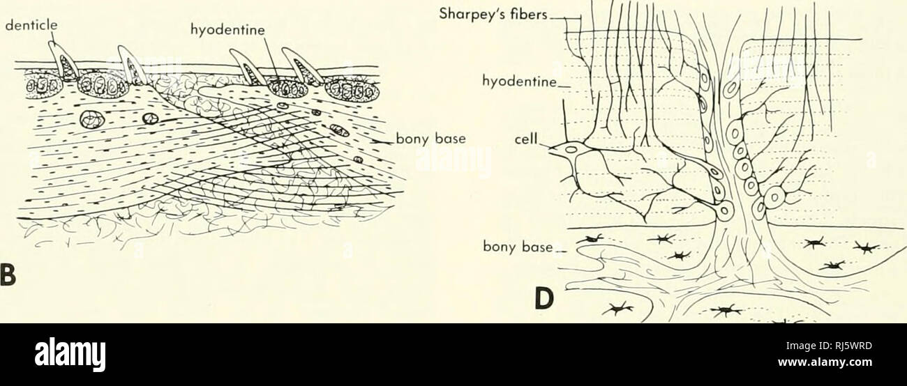 Chordate morphology. Morphology (Animals); Chordata. denticle. ^i&gt;^  Figure 8-39. Structure of teleost scales. A, section of scale of teuciscus  tu^j%; B, joint between two armor plates of a catfish Hypostoma; C,