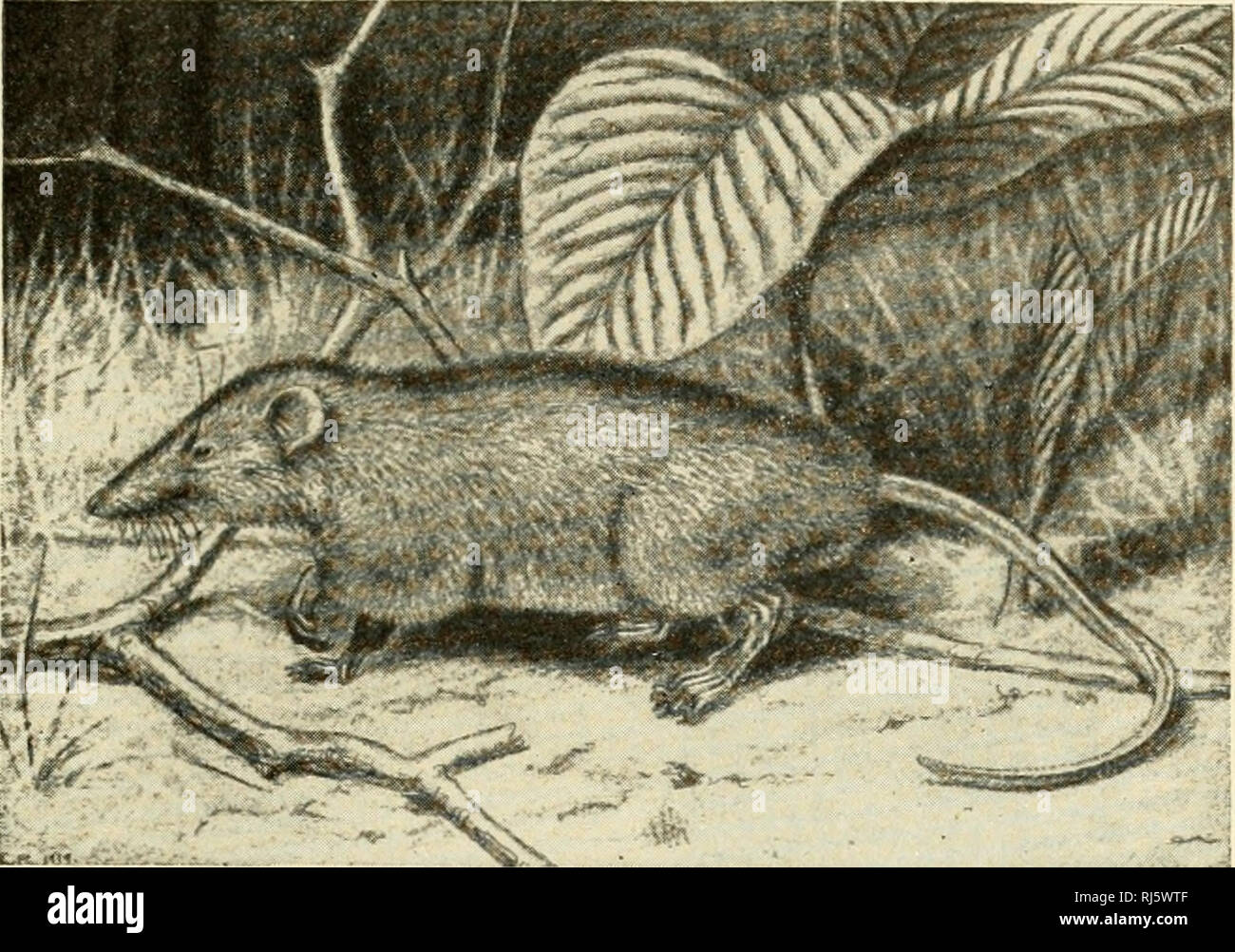 Ornithorhynchidae hi-res stock photography and images - Alamy