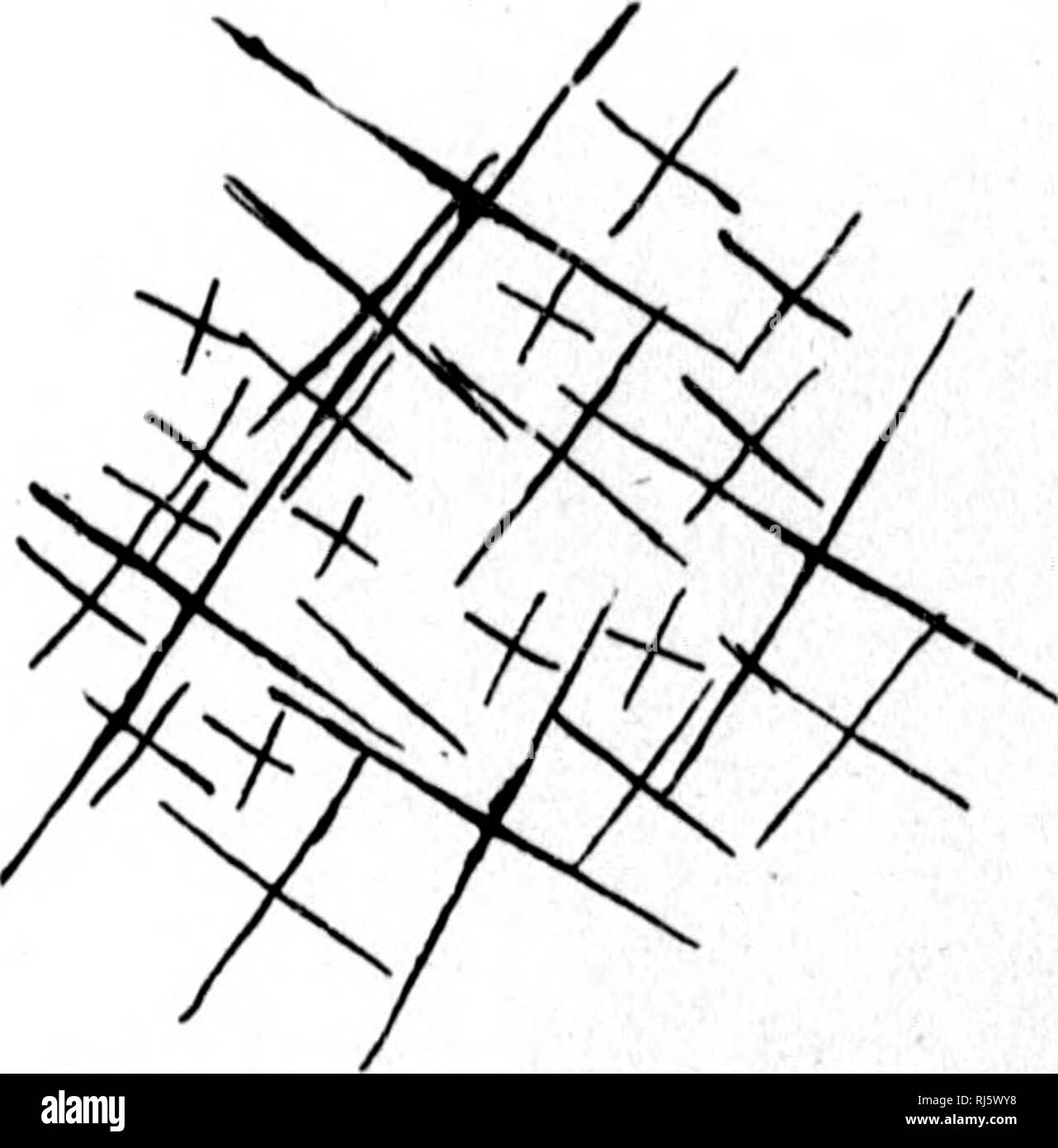 . Additional notes on fossil sponges and other organic remains from the Quebec Group at Little Metis on the lower St. Lawrence [microform]. Sponges; Paleontology; Eponges; Paléontologie. Fio. lo.—Protoapongia vi/alhi- formis. Restored. Ft(i. 10.—Protoapongia cyathifonnia. Primary, .secondarj' and tertiary cruciform spicules, x 5. General form inverted conical. &quot;When mature about 3 cm. wide at top and 5 cm. long, without the anchoring-spicules, which are sometimes very long. Top truncate as if with a wide osculum, with defensive spicules on its margin. Primary spicules cruciform, with long Stock Photo