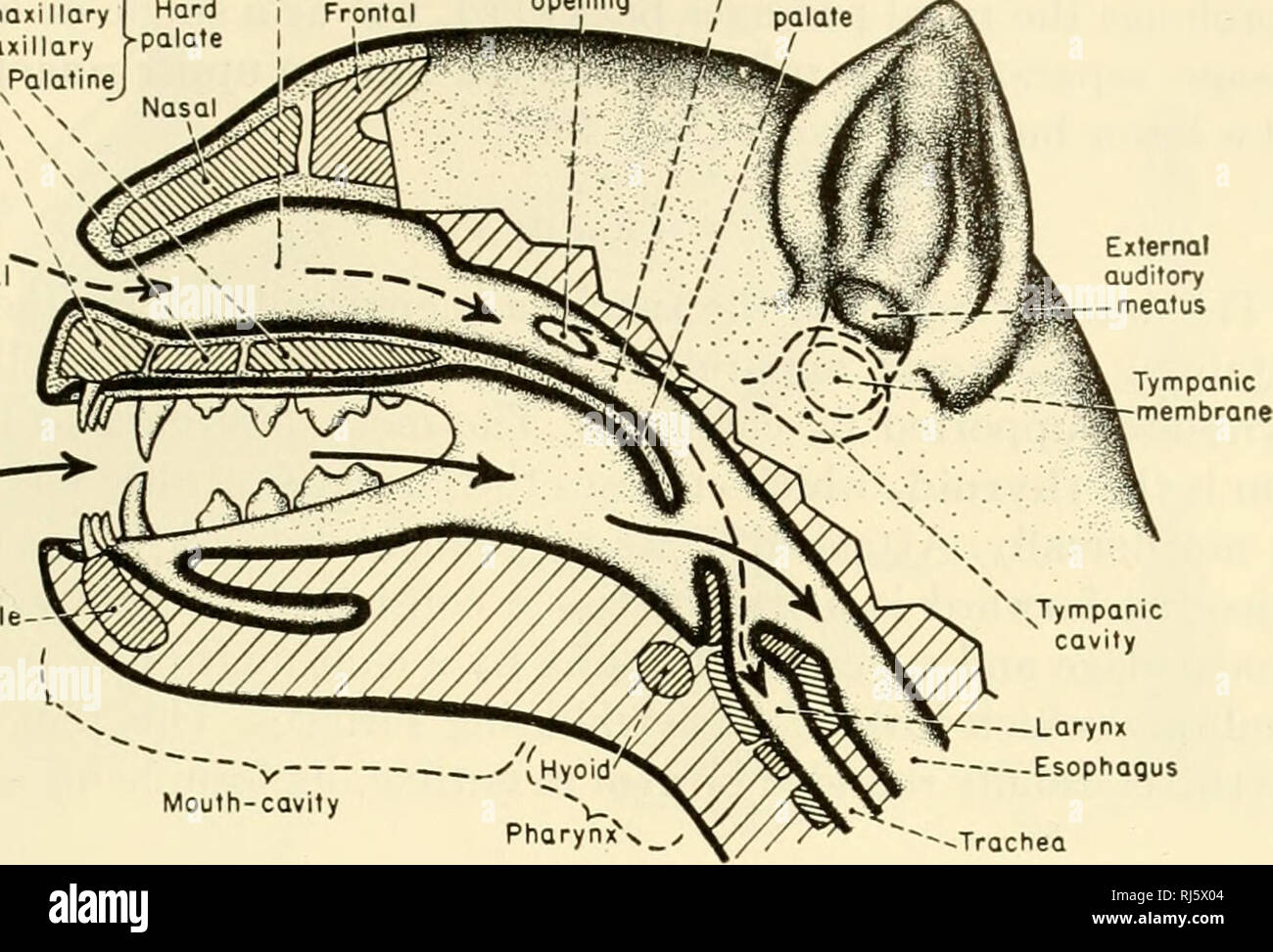 . The chordates. Chordata. Mammalia Visceral Systems 611 Nasal cavity