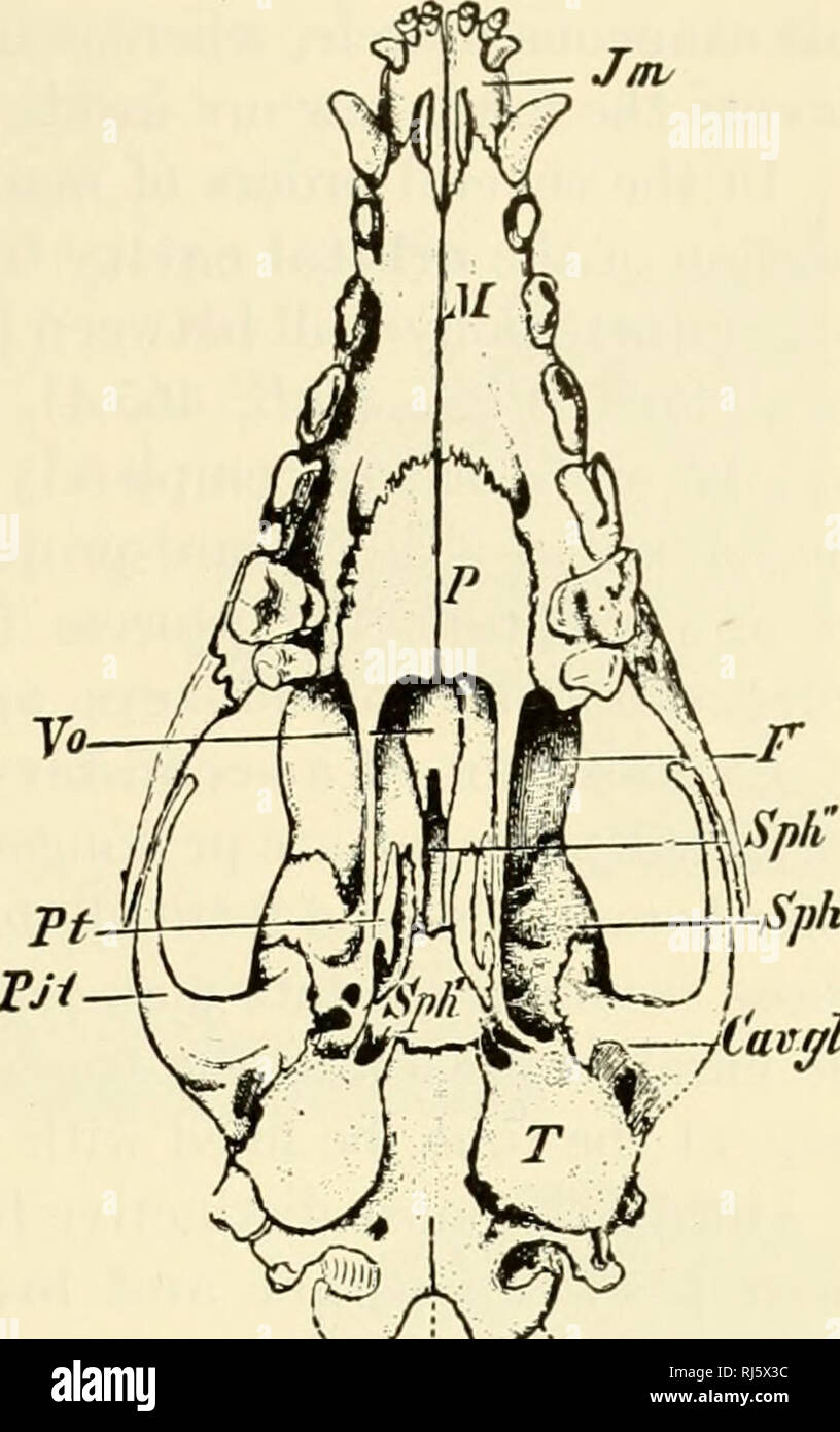 . The chordates. Chordata. laiyl occ.b7s:Cocc B Fig. 465. Dog skull. (A) Dorsal view. (B) Ventral view. (Cav.gl) Fossa for articulation of lower jaw; (C.occ.) occipital condyle; (F) frontal; (Finf) infraorbital foramen; {Jg) jugal (malar); (Jm) premaxillary; (L) lacrimal; (M) maxillary; (TV) nasal; {Occ.bas.) basioccipital; (P, in A) parietal; (P, in B) palatine; (Pjt) zygomatic process of temporal; {PI) pterygoid; {Sph) alisphenoid; {Sph') basi- sphenoid; {Sph&quot;) presphenoid; {Sg.occ) supraoccipital; {T) tympanic bulla of temporal; {Vo) vomer. (Courtesy, Wiedersheim: &quot;Grundriss der v Stock Photo