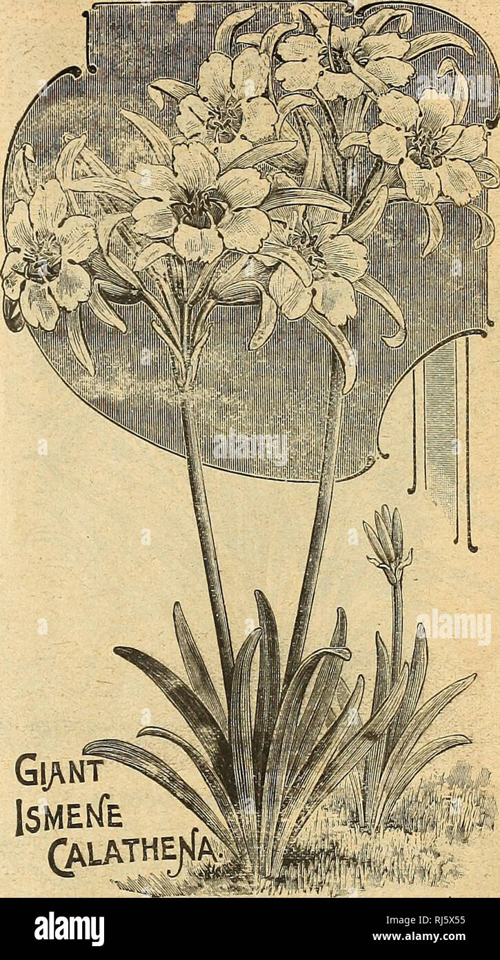 . Childs' rare flowers, vegetables and fruits. Commercial catalogs Seeds; Nurseries (Horticulture) Catalogs; Seeds Catalogs; Flowers Catalogs; Vegetables Catalogs; Fruit Catalogs; John Lewis Childs (Firm); Commercial catalogs; Nurseries (Horticulture); Seeds; Flowers; Vegetables; Fruit. TUM Emerald Vine (Dioscorea Fargessi) This beautiful new vine is of slender growth and very graceful, and produced in dense masses. Foliage of good size and forked or divided, of a deep, emerald green with a decided lustre or sheen rarely seen on any foliage. Tubers round and solid like Gladioli bulbs, therefor Stock Photo