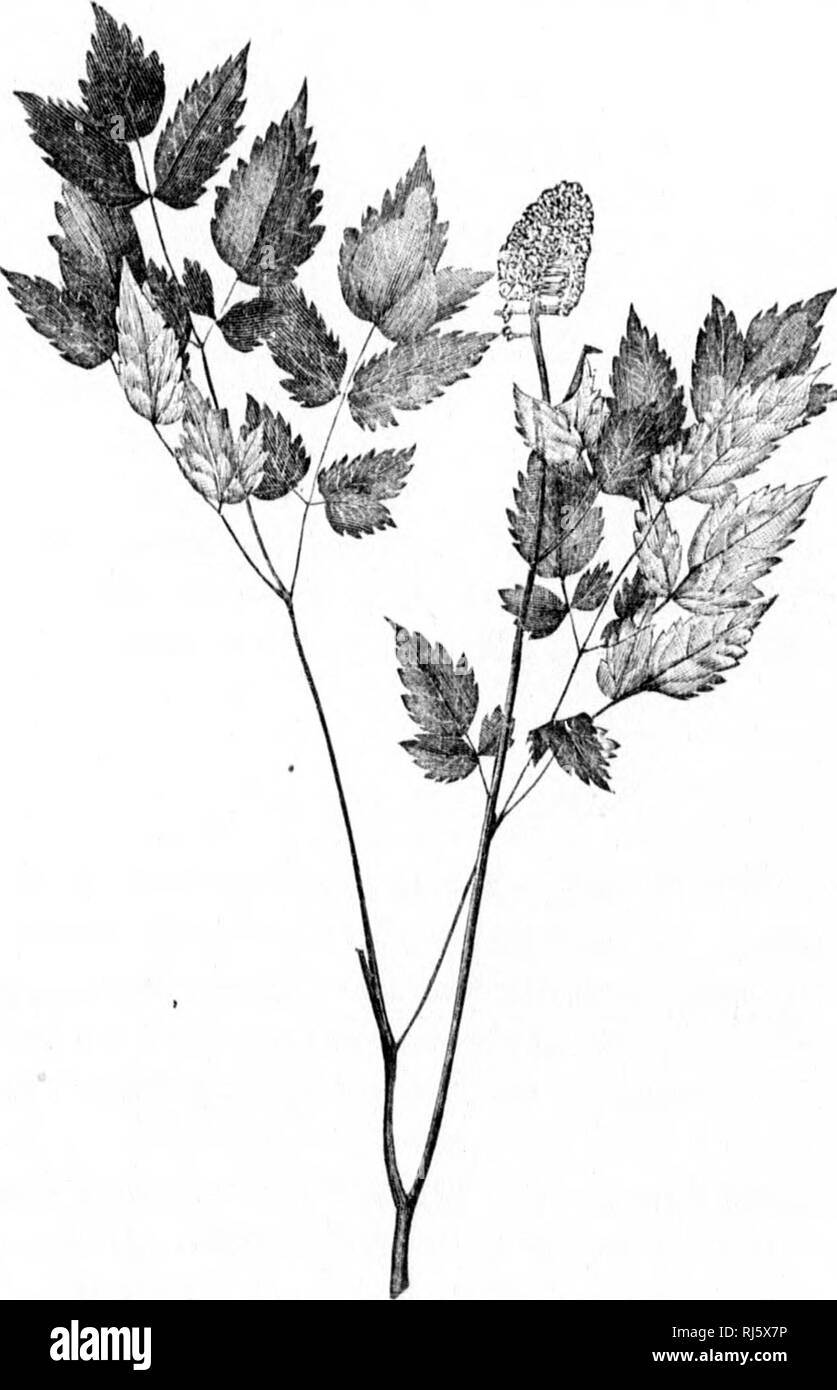 . A manual of the medical botany of North America [microform]. Botany, Medical; Botany; Botanique médicale; Botanique. 70 llANUNCULACE^. Actaea alba Bigelow.— While Baneberry. Description.—Calyx : sepals 4, oblong, white. Corolla : petals 4 to 8, as long as the stamens, slender, mostly truncate at the ends, stamen-like, white ; filaments shorter than in the preceding species. Ovary and stigma like those of the preceding. Berries white, tipped with red, about 8-seed- ed, on thickened, red pedicels the size of the common peduncle. Stem and leaves larger and rather smoother than the preceding. It Stock Photo