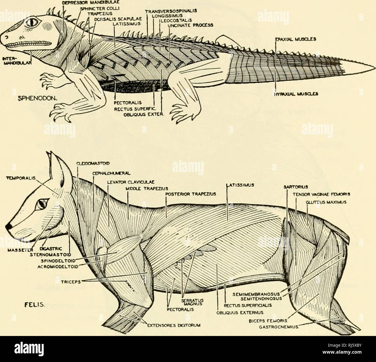 lizard external anatomy