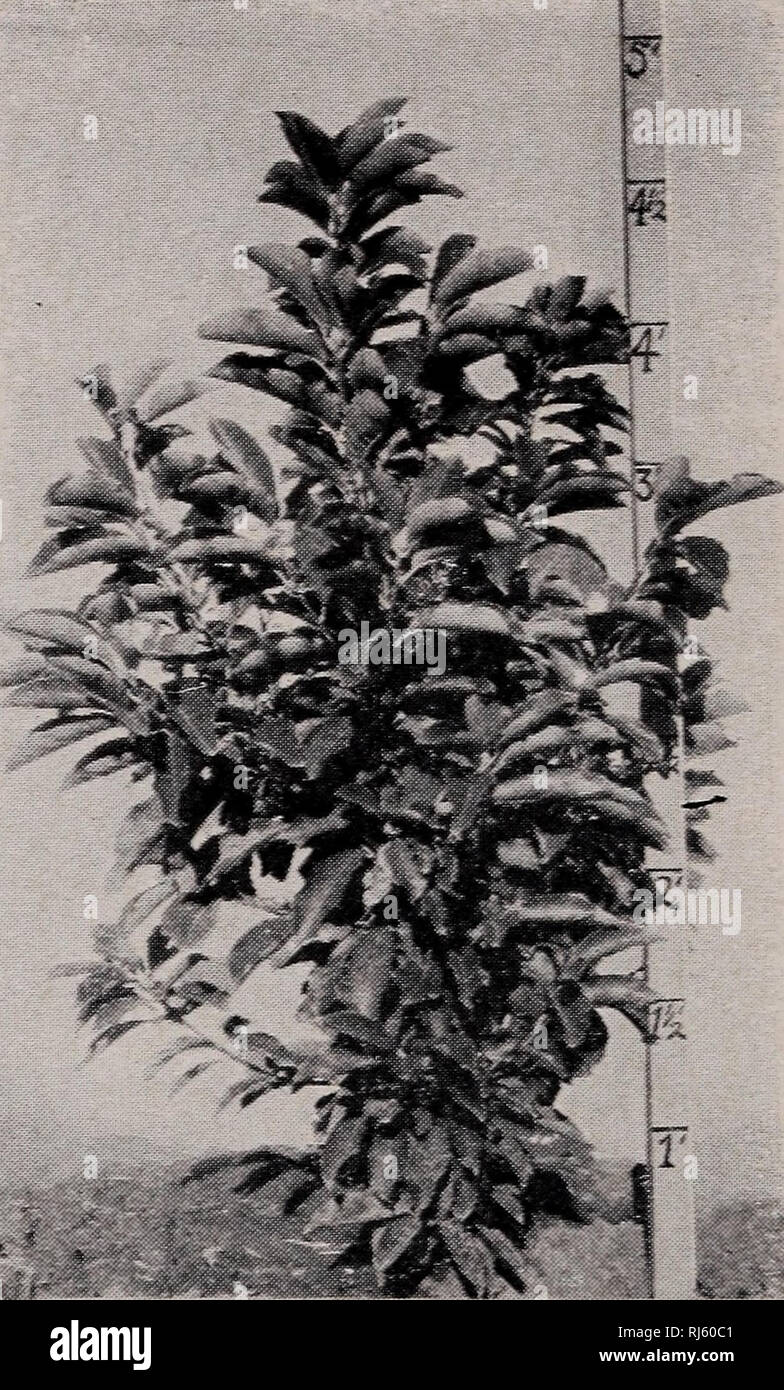. Chase's trade list : 1951 - 1952 fall - spring. Nurseries (Horticulture) Catalogs; Shrubs Catalogs; Trees Catalogs; Evergreens Catalogs; Roses Catalogs; Nurseries (Horticulture); Shrubs; Trees; Evergreens; Roses. 14 CHASE NURSERY COMPANY DECIDUOUS SHRUBS AND TREES (Continued) MAGNOLIA liliflora nigra. Purple Lily Magnolia Large shrub or small tree bearing beautiful flowers which are purplish, almost black, in the bud, opening to a deep purplish red. Blooms somewhat later than Soulangeana and in the South it is far less likely to be blasted by January and February cold snaps. 12 feet. Per 10  Stock Photo