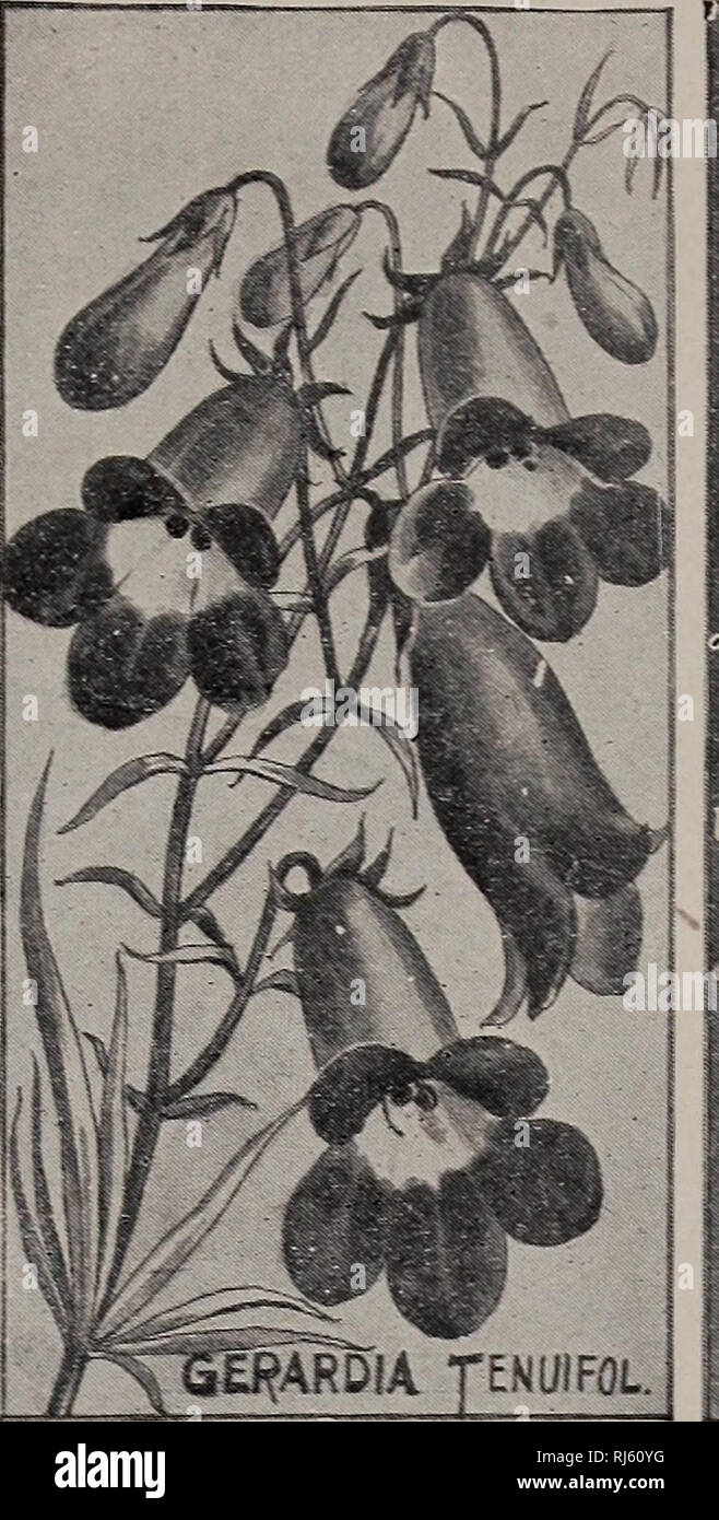 . Childs' rare flowers, vegetables, &amp; fruits. Commercial catalogs Seeds; Nurseries (Horticulture) Catalogs; Seeds Catalogs; Flowers Catalogs; Vegetables Catalogs; Fruit trees Catalogs; John Lewis Childs (Firm); Commercial catalogs; Nurseries (Horticulture); Seeds; Flowers; Vegetables; Fruit trees. Ijii^aria Maroccal^a Pearl. A new garden flower the seed of &quot;which may be sown early ia the open ground, or started inside. In either case it germinates quickly, grows rapidly and is soon in flower, the long graceful spikes of white blossoms lasting all sum- mer. One of the very best of rece Stock Photo