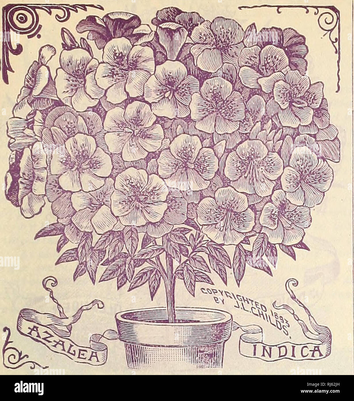 . Childs rare flowers, vegetables, and fruits. Fruit Varieties United States Catalogs; Flowers Varieties United States Catalogs; Vegetables Varieties United States Catalogs; John Lewis Childs (Firm); Fruit; Flowers; Vegetables. SPRING CATALOGUE OF SEEDb, BULBS AND PLANTS FOR 1896 121. ^zalea [rjdica Elegant pot plants, much used for Easter decorations- Though attaining a good size, commence to bloom when ! very small. The flowers are large and very beautiful, always j much admired, and range from white to deep crimson in color, with all intermediate shades and markings. Easily grown in any win Stock Photo