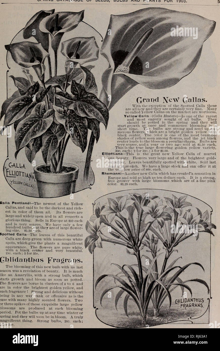 . Childs' rare flowers, vegetables, & fruits. Commercial catalogs Seeds; Nurseries (Horticulture) Catalogs; Seeds Catalogs; Flowers Catalogs; Vegetables Catalogs; Fruit trees Catalogs; John Lewis Childs (Firm); Commercial catalogs; Nurseries (Horticulture); Seeds; Flowers; Vegetables; Fruit trees. SPRING CATALOGUE OF SEEDS, BULBS AND PLANTS FOR 1903.. With the exception of the Spotted Calla these are all aew and they are certainly very flue. Many so called Yellow Callas on the market are worthless. Yellow Calla—(Calla Hastatn)—!^ one of the rarest and most eagerly sought of all bulbs. They Stock Photo