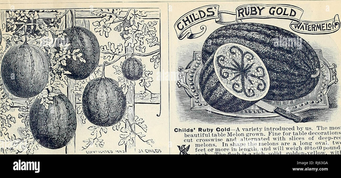 . Childs' rare flowers, vegetables, and fruits. Commercial catalogs Seeds; Nurseries (Horticulture) Catalogs; Seeds Catalogs; Flowers Catalogs; Vegetables Catalogs; Fruit trees Catalogs; John Lewis Childs (Firm); Commercial catalogs; Nurseries (Horticulture); Seeds; Flowers; Vegetables; Fruit trees. SPRING CATALOGUE OF SEEDS BULBS AND PLANTS FOR 1897. 95. CLIMBING WATERMELON. y atenolol}. Never plant Watermelons on hard, poor soil. Plant in large, deep, mellow hills, made very rich with well-rotted manure, and you will have great crops of this delicious veg- etable, which to be had at its bes Stock Photo
