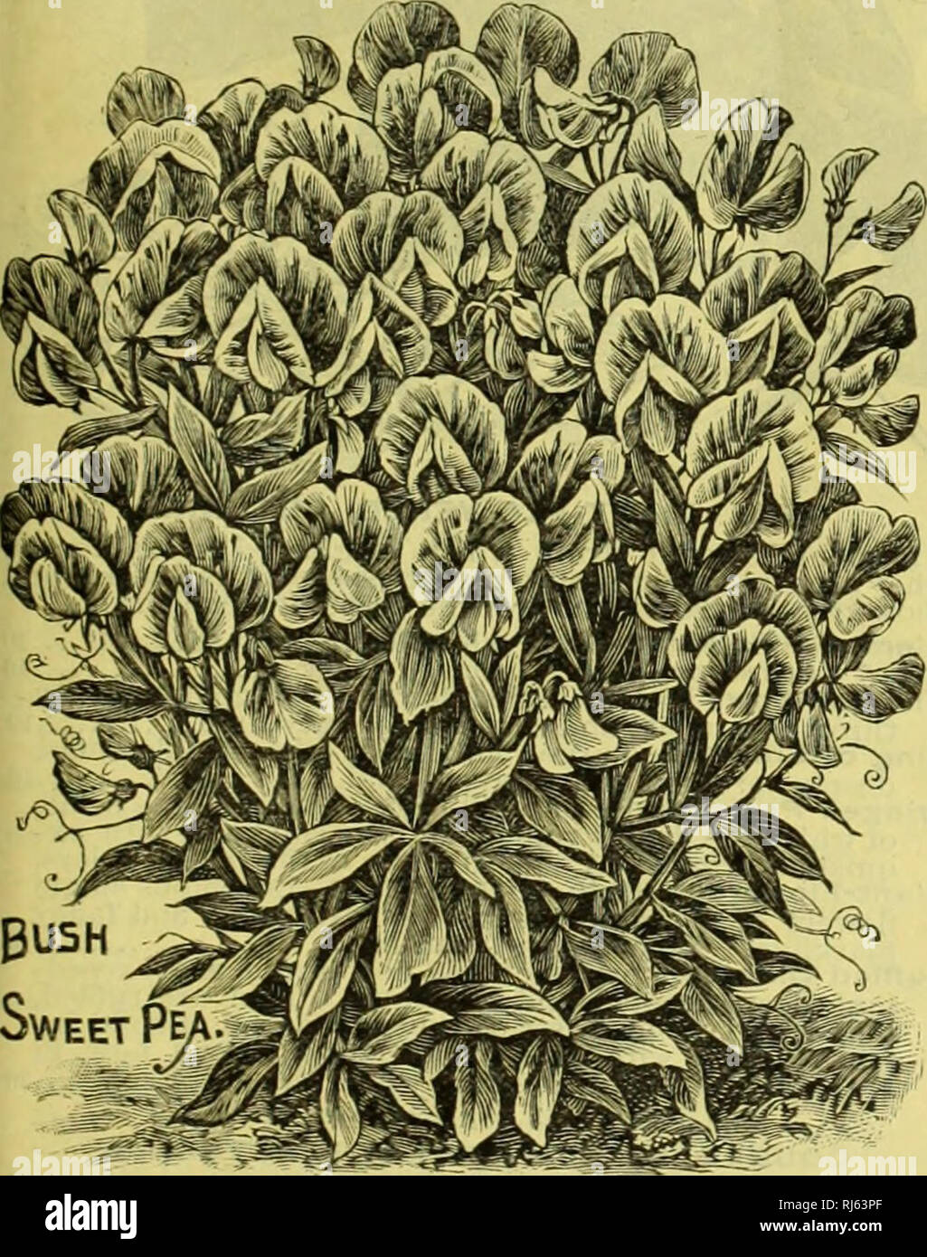 . Childs' rare flowers, vegetables, &amp; fruits. Commercial catalogs Seeds; Nurseries (Horticulture) Catalogs; Seeds Catalogs; Flowers Catalogs; Vegetables Catalogs; Fruit trees Catalogs; John Lewis Childs (Firm); Commercial catalogs; Nurseries (Horticulture); Seeds; Flowers; Vegetables; Fruit trees. SPRING CATALOGUE OF SEEDS, BULBS AND PLANTS FOR 1902. 31 Emily Lynch—Rose-pink standard; wings light pink and primrose, hooded. Emily Henderson—Pure white, large bold flowers. Fashion—Light purplish crimson. Coiden Cleam—Finest yellow; large and beautiful. Corgeous — Standard bright orange and wi Stock Photo