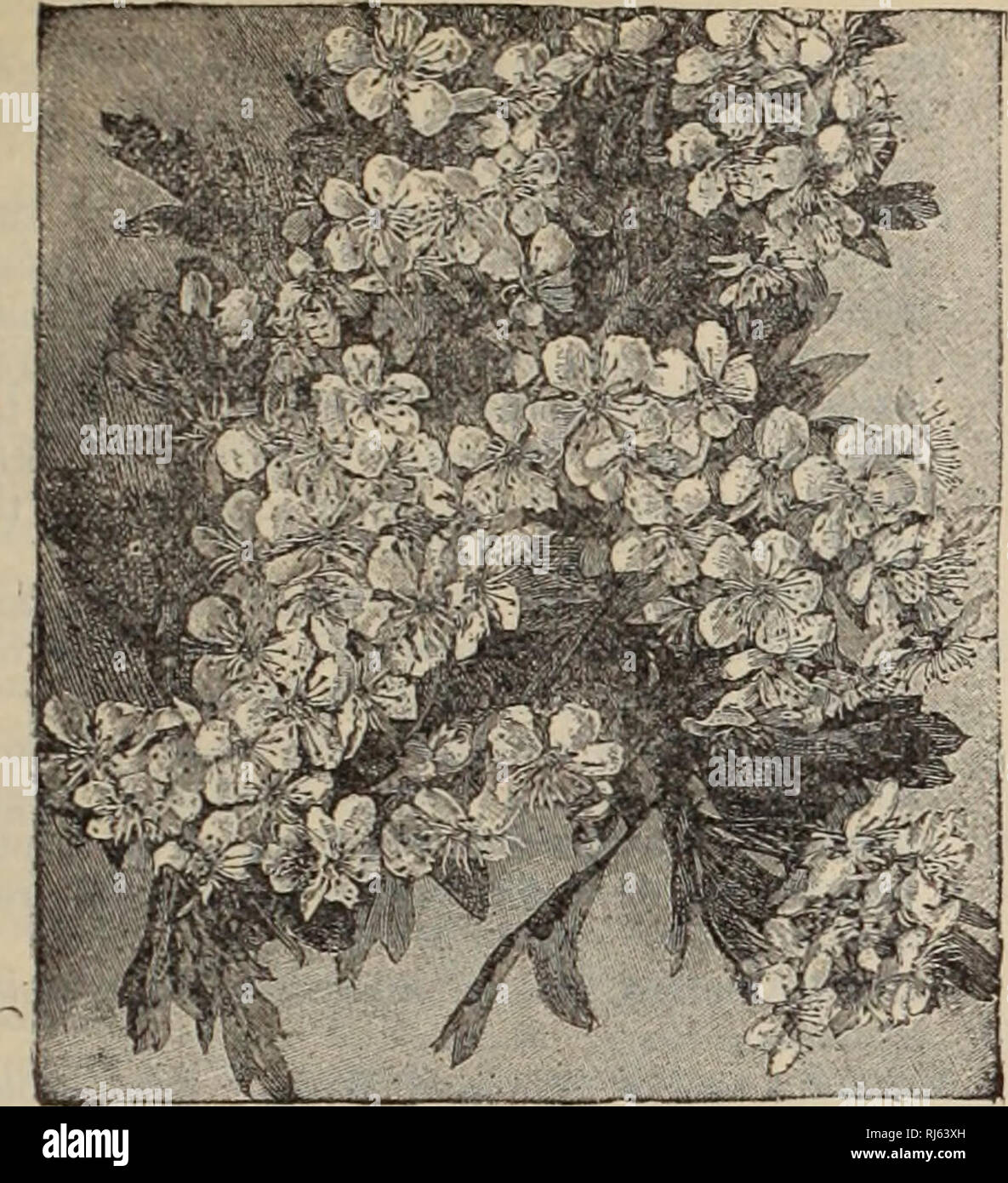 . Choice hardy trees and plants / F.W. Kelsey Nursery Company.. Nursery Catalogue. Catalogue of Hardy Trees, Shrubs, Etc. 31. Chataegus or Flowering Thorn. DEUTZIA crenata aurea variegata. Golden Variegated Detjtzia. A new golden-leaved variety of Gracilis. .3.5 cts. DEUTZIA crenata. Pride of Rochester. Large double white flowers, back of petals slight- ly tinted with rose; a profuse bloomer, largej flowers. 3.5 cts. DEUTZIA gracilis. Slender-Branched Deut- ziA. Pure white, handsome flowers. 2.5 and 3.5 cts.; low rates per 10. DEUTZIA scabra. Rough-Leaved Deutzia. Profusion of white flowers. F Stock Photo