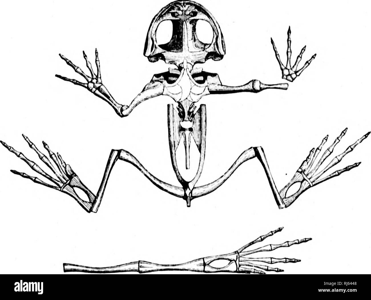 Breviceps fuscus hires stock photography and images Alamy