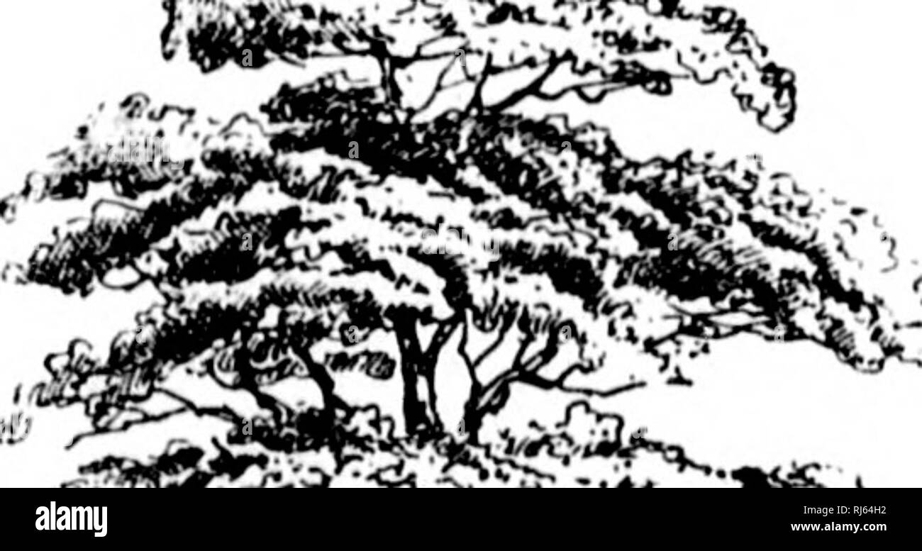 Tree Sketch Set Of Hand Drawn Architect Trees Sketch Architectural  Illustration Landscape Stock Illustration  Download Image Now  iStock