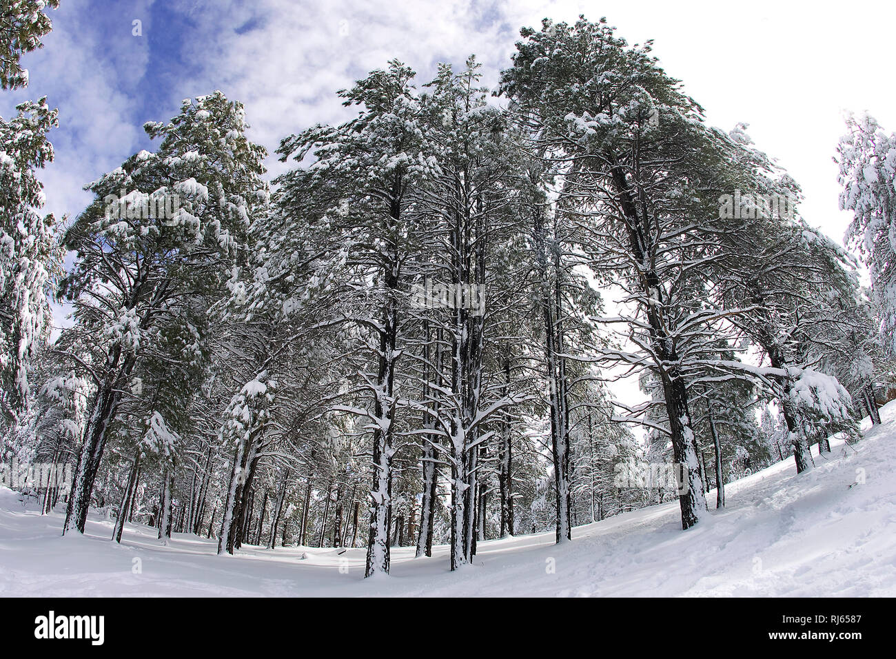 Forrest trees are covered and surrounded by snow in the winter in