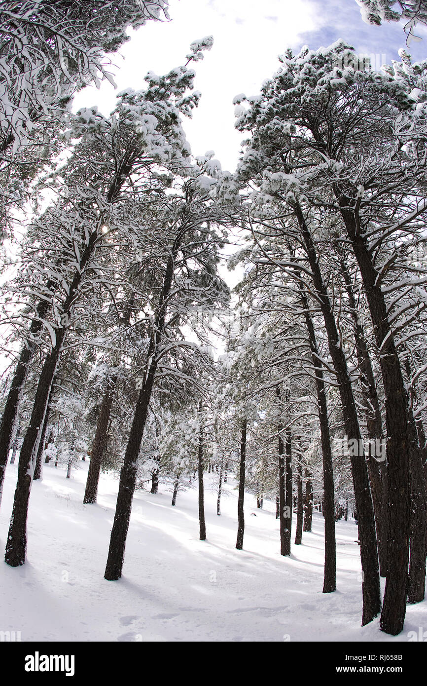Forrest trees are covered and surrounded by snow in the winter in