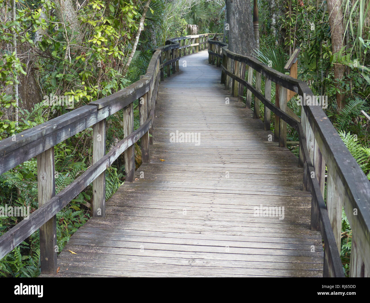 Wooden walkway above Florida swamp for tourist and environmental protection Stock Photo