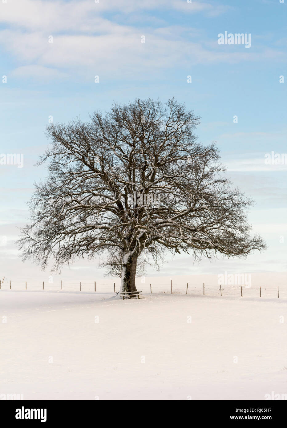 Baum in einsamer Schneelandschaft Stock Photo