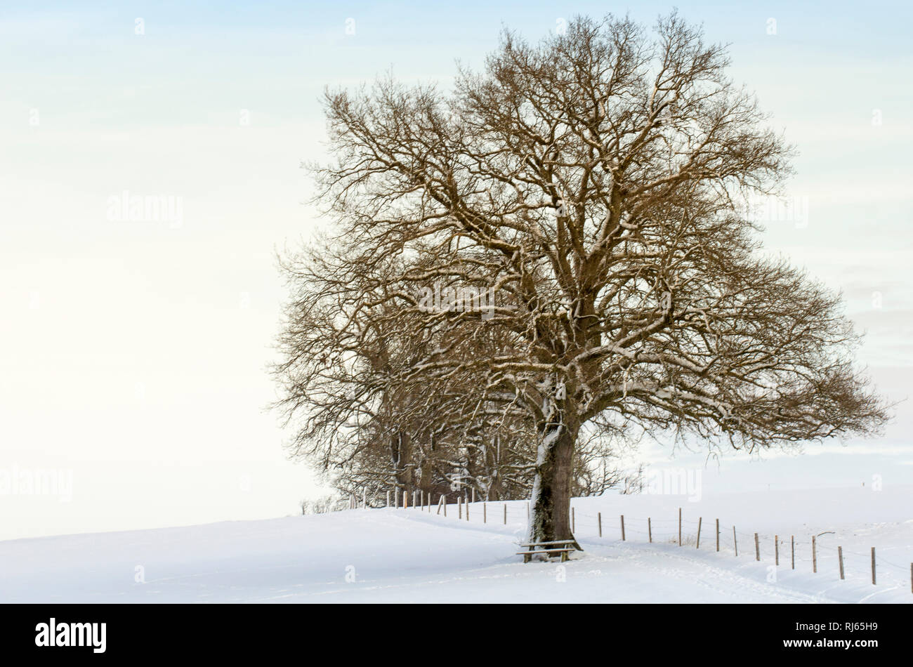 Bäume in einsamer Schneelandschaft Stock Photo