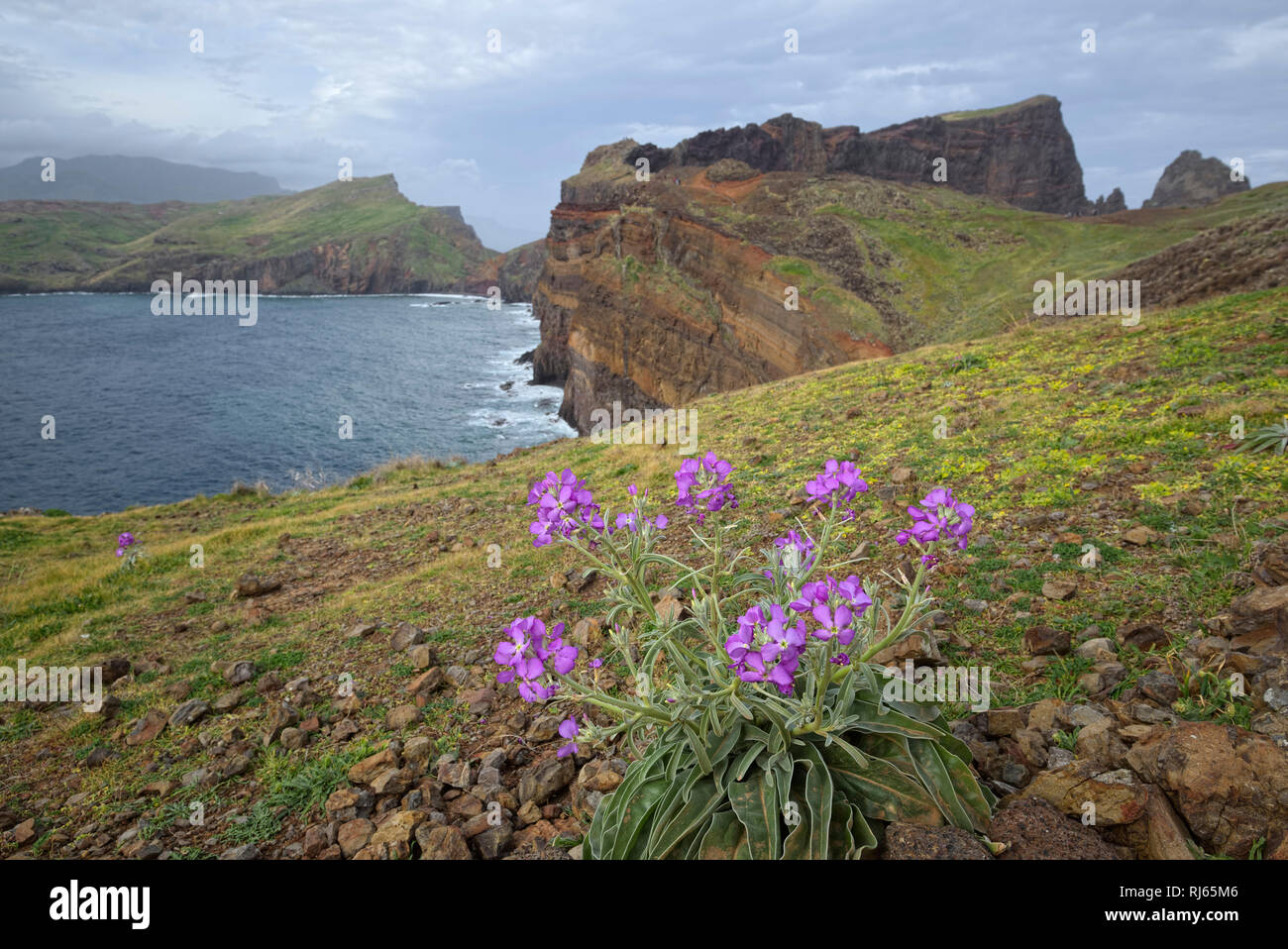 Portugal, Madeira, Blume, Blüten, Steilküste, vulkanisch Stock Photo