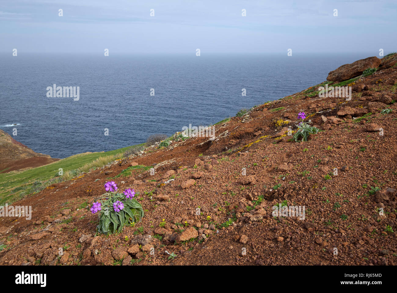 Portugal, Madeira, Meer, Blumen, blühen, vulkanisch Stock Photo