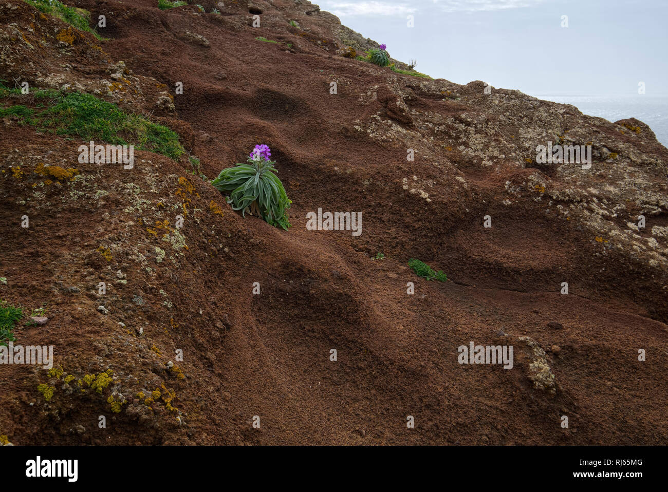 Portugal, Madeira, Blume, blühen, vulkanisch, Gestein Stock Photo