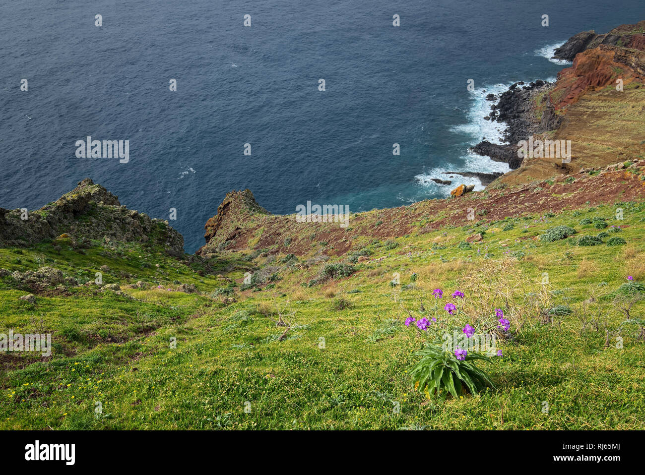 Portugal, Madeira, Meer, Blume, blühen, vulkanisch, Steilküste Stock Photo