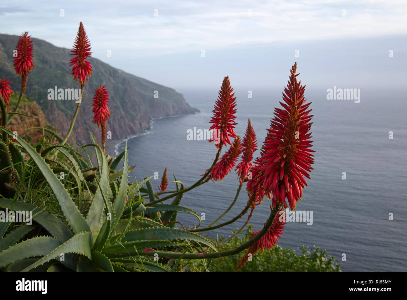 Portugal, Madeira, Ponta do Pargo, Küste, Meer, Aloe, Blüten Stock Photo