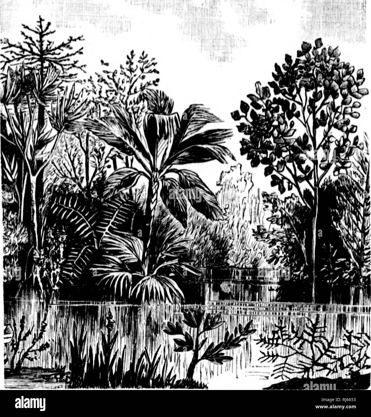 . The geological history of plants [microform]. Paleobotany; Paléobotanique. LATER CRETACEOUS AND KAINOZOIC. 195 ami leaves of carices and grasses, so that these i)lants, now so importiint to the nourishment of man and his com- panion animals, were already rei)resented.. Fio. 70.—Vegetation of Later Cretnceoua. Exogens and palms. (Atlor Saporta.) But the great feature of the time was its dicotyle- donous forests, and I have only to enumerate the genera supposed to be represented in order to show the richness of the time in plants of this type. It may be necessary to explain here that th generi Stock Photo