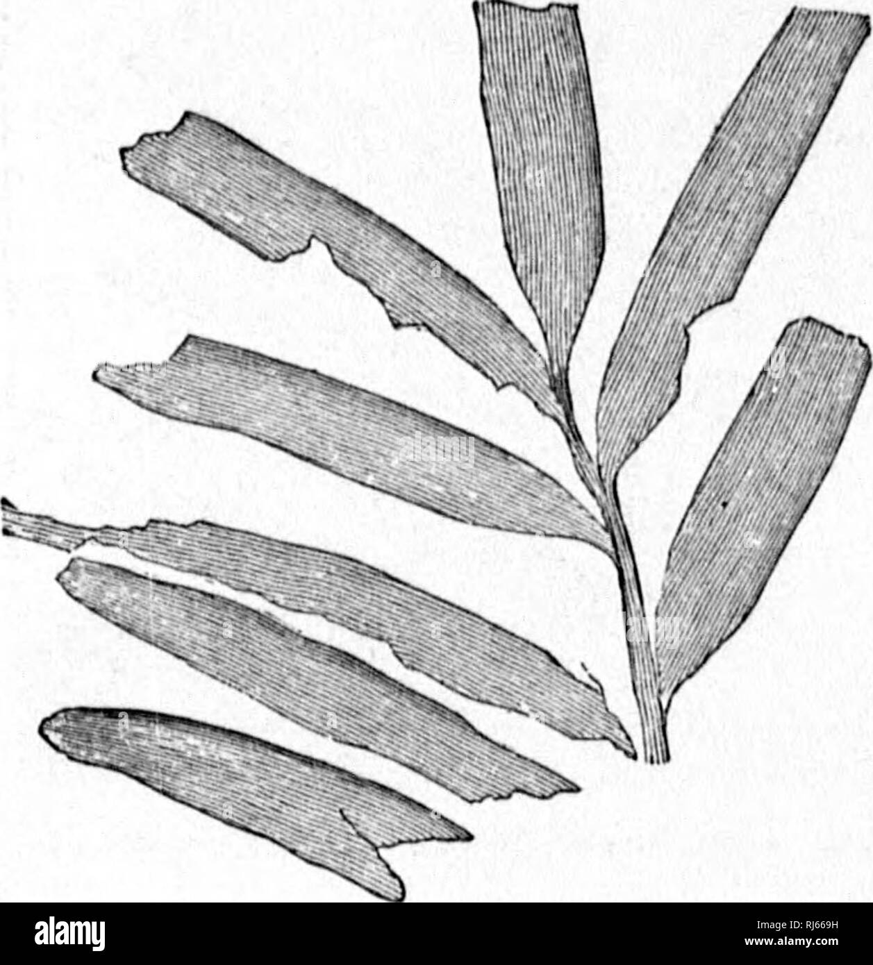 . The geological history of plants [microform]. Paleobotany ...